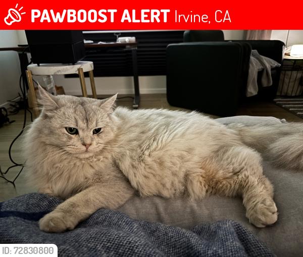 Lost Male Cat last seen Fremont, Carson; Northwood village, Irvine, CA 92620