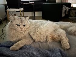 Lost Male Cat last seen Fremont, Carson; Northwood village, Irvine, CA 92620