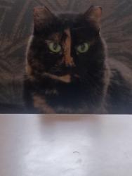 Lost Female Cat last seen Near East 400 South hyrum, Hyrum, UT 84319