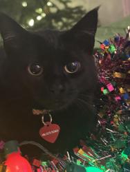 Lost Female Cat last seen SW 107th place , Tigard, OR 97223