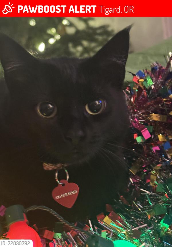 Lost Female Cat last seen SW 107th place , Tigard, OR 97223