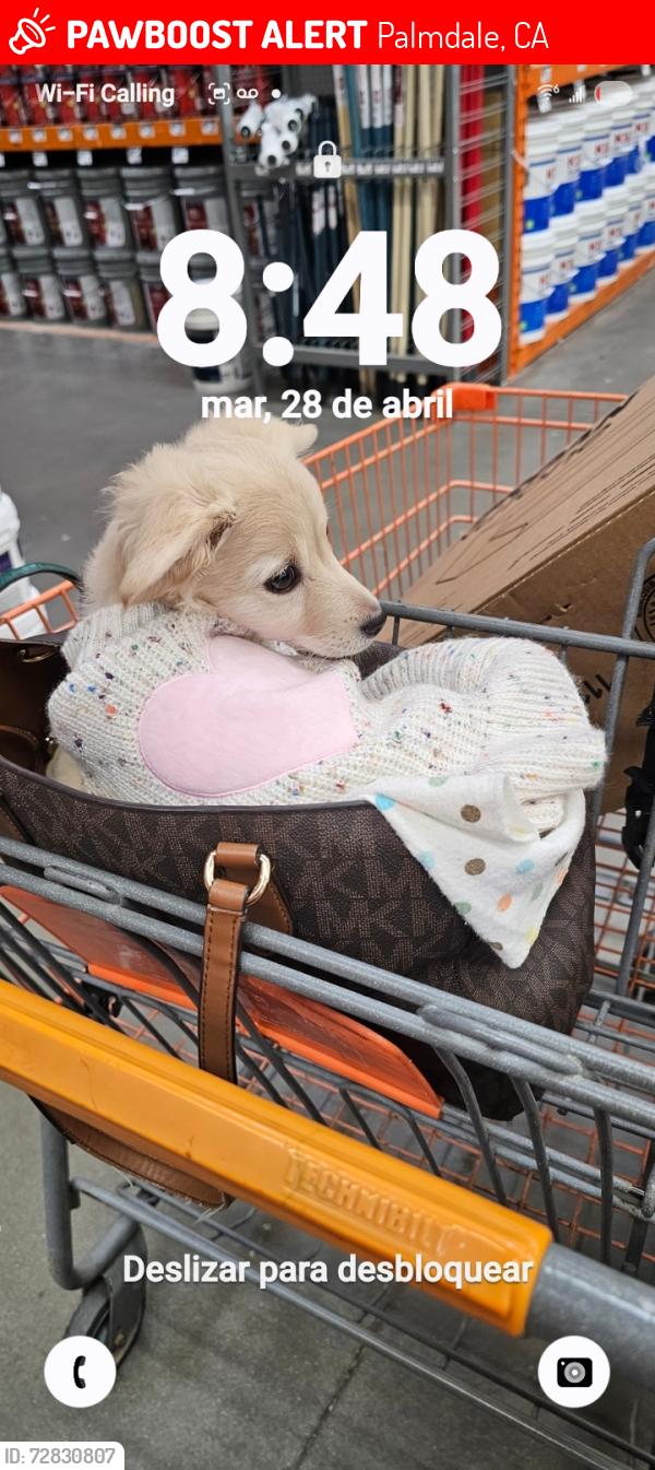 Lost Female Dog last seen 10th st west & Rancho vista, Palmdale, CA 93551