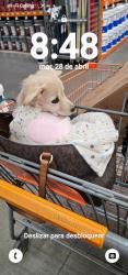 Lost Female Dog last seen 10th st west & Rancho vista, Palmdale, CA 93551