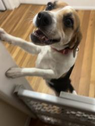 Lost Female Dog last seen East market and orange Ave , Long Beach, CA 90805