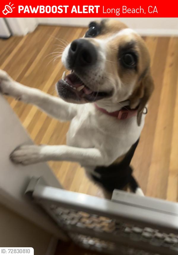 Lost Female Dog last seen East market and orange Ave , Long Beach, CA 90805