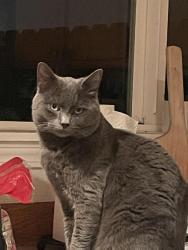 Lost Male Cat last seen Kale/49th, Salem, OR 97305