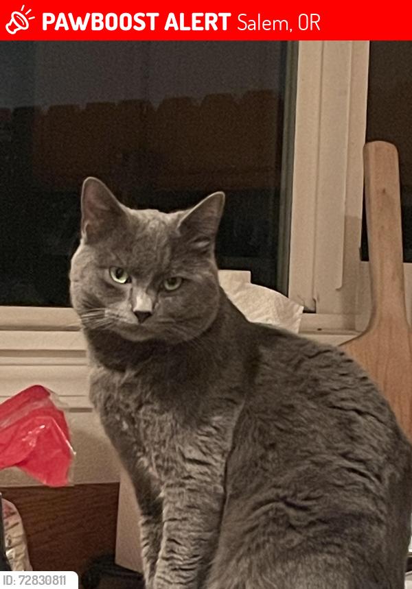Lost Male Cat last seen Kale/49th, Salem, OR 97305