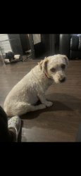 Lost Male Dog last seen calumet, martin luther king park , Hammond, IN 46324