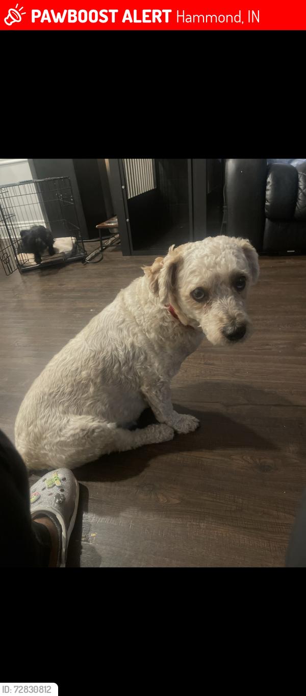 Lost Male Dog last seen calumet, martin luther king park , Hammond, IN 46324