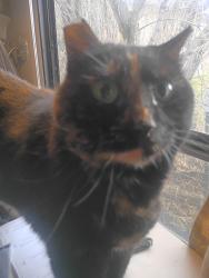 Lost Female Cat last seen Near East 400 South hyrum, Hyrum, UT 84319