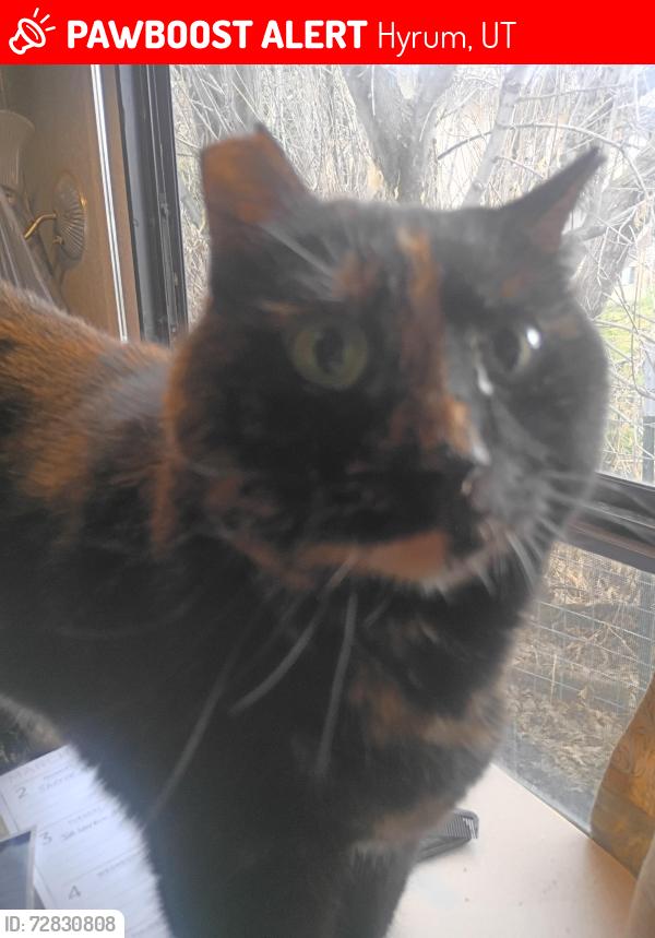 Lost Female Cat last seen Near East 400 South hyrum, Hyrum, UT 84319