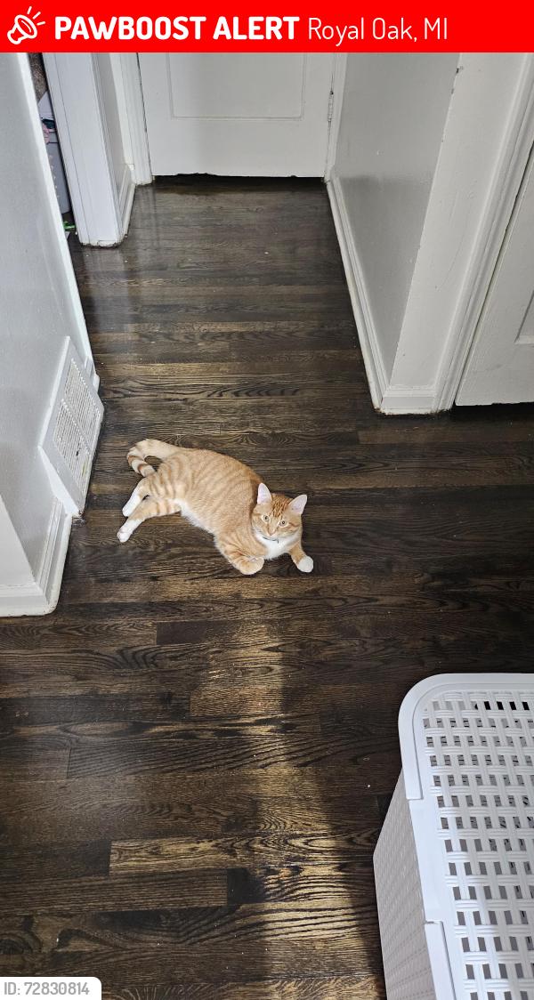 Lost Male Cat last seen Lincoln, Royal Oak, MI 48067