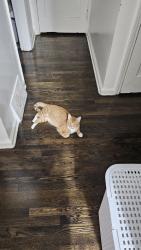 Lost Male Cat last seen Lincoln , Royal Oak, MI 48067