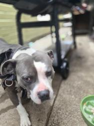 Found/Stray Male Dog last seen Bancroft , Oakland, CA 94621