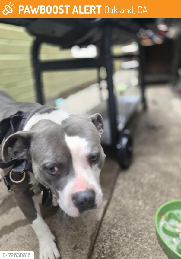 Found/Stray Male Dog last seen Bancroft , Oakland, CA 94621