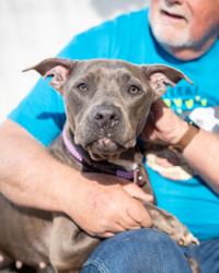 Shelter Stray Female Dog last seen , 30032, GA, Atlanta, GA 30341