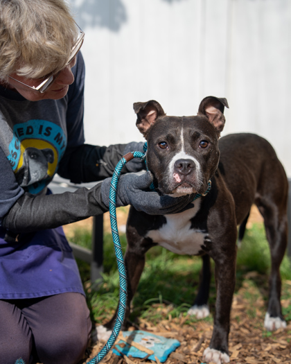 Shelter Stray Female Dog last seen , 30294, GA, Atlanta, GA 30341