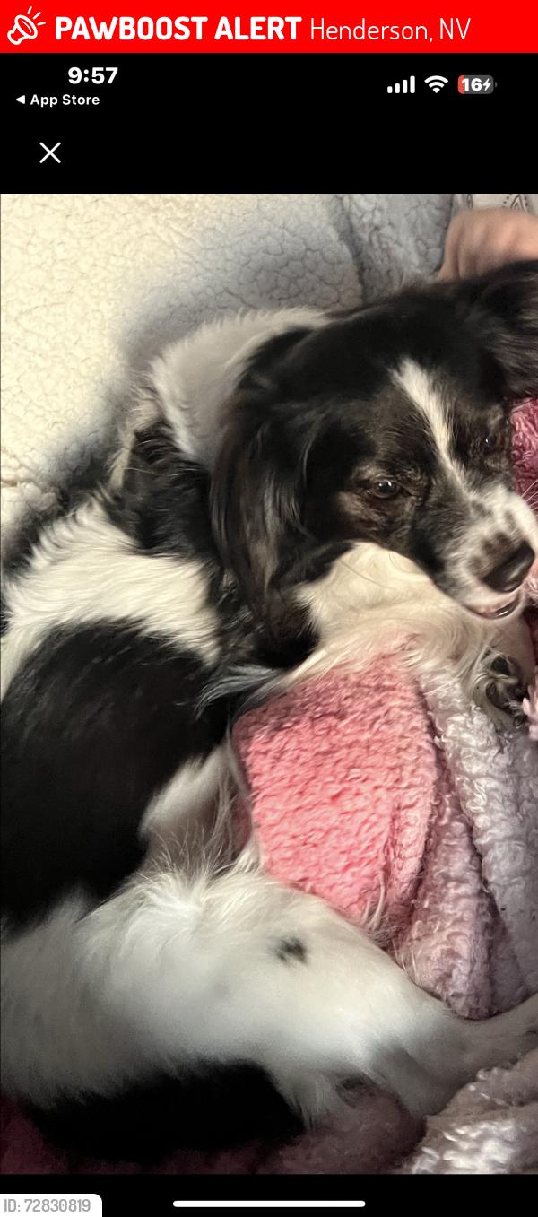 Lost Male Dog last seen Palmetto and ash, Henderson, NV 89015
