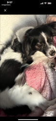Lost Male Dog last seen Palmetto and ash, Henderson, NV 89015