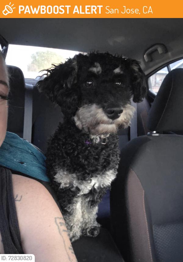 Found/Stray Male Dog last seen Near North & Tully Road, San Jose, CA 95122