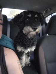 Found/Stray Male Dog last seen Near North & Tully Road, San Jose, CA 95122