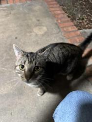 Found/Stray Male Cat last seen Front Royal , San Antonio, TX 78247