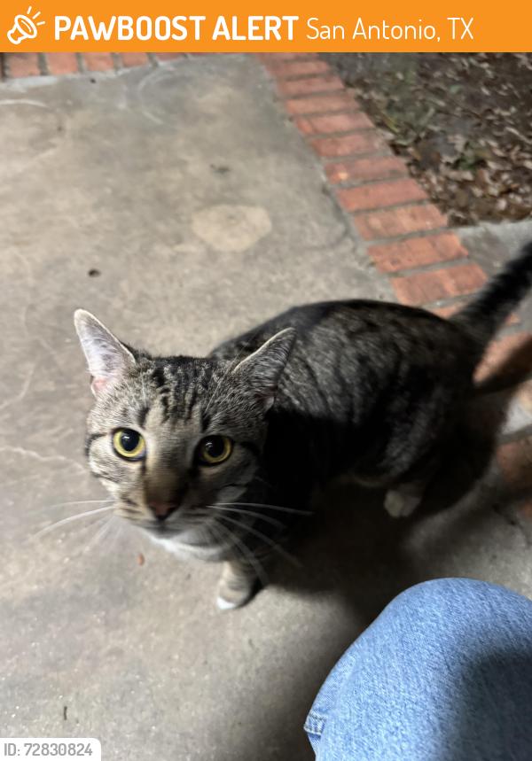 Found/Stray Male Cat last seen Front Royal , San Antonio, TX 78247
