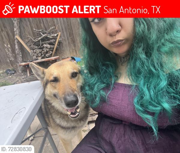 Lost Male Dog last seen Woodlawn ave between Germania and Emory , San Antonio, TX 78228