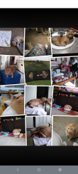 Lost Male Cat last seen Hickory Knoll , Indianapolis, IN 46203