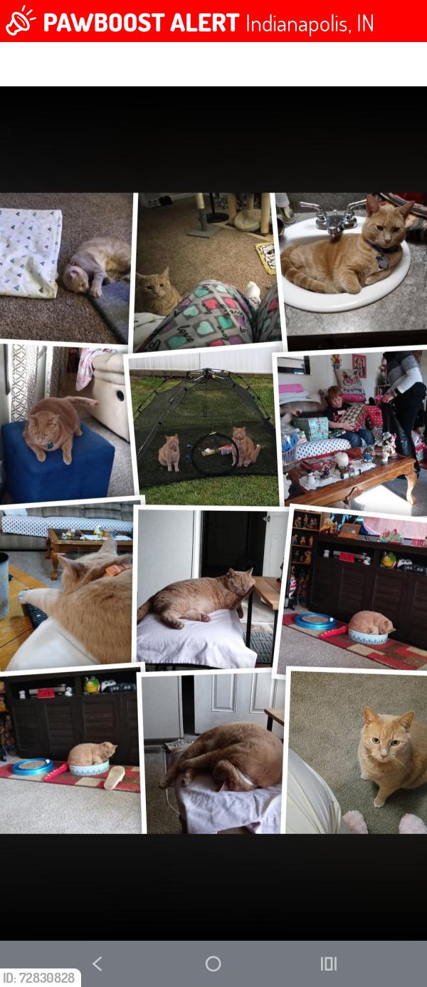 Lost Male Cat last seen Hickory Knoll , Indianapolis, IN 46203
