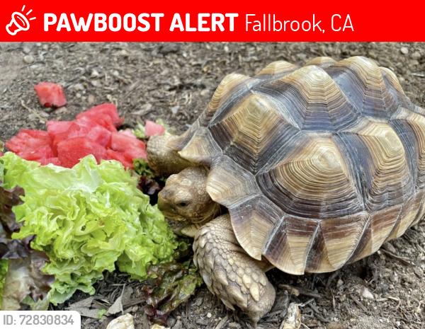 Lost Female Reptile last seen Fallbrook and Stagecoach, Fallbrook, CA 92028