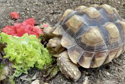 Lost Female Reptile last seen Fallbrook and Stagecoach, Fallbrook, CA 92028