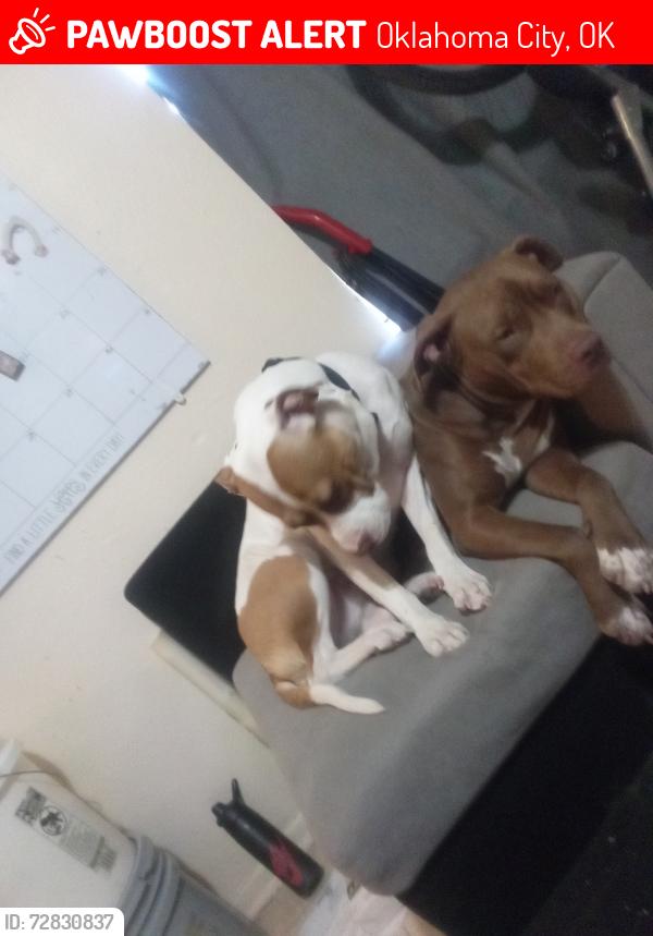 Lost Female Dog last seen SW 29th independence St , Oklahoma City, OK 73128