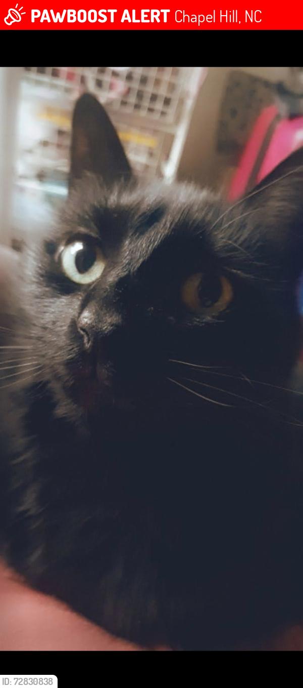 Lost Female Cat last seen Stone Bridge Xing at Legacy, Chapel Hill, NC 27517