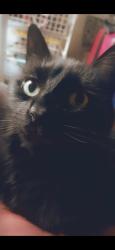 Lost Female Cat last seen Stone Bridge Xing at Legacy, Chapel Hill, NC 27517