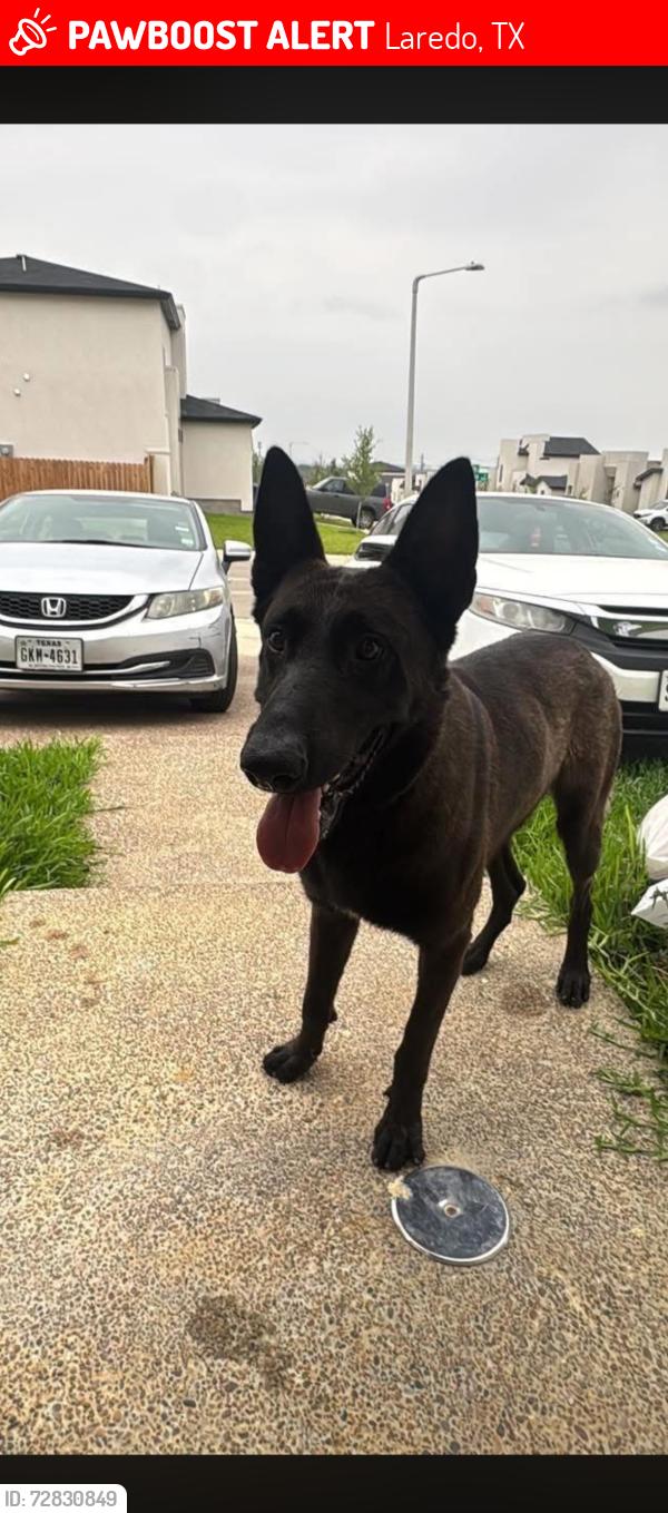 Lost Male Dog last seen Near centeno , Laredo, TX 78046