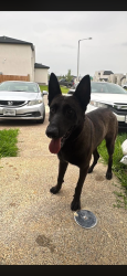 Lost Male Dog last seen Near centeno , Laredo, TX 78046