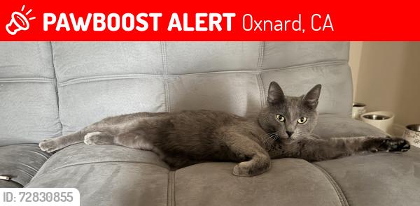 Lost Female Cat last seen Near Lombard street in Oxnard, Oxnard, CA 93033