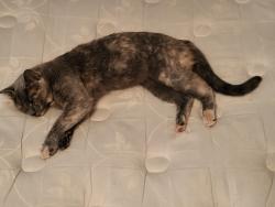 Lost Female Cat last seen Scottsdale rd and Roosevelt , Tempe, AZ 85288