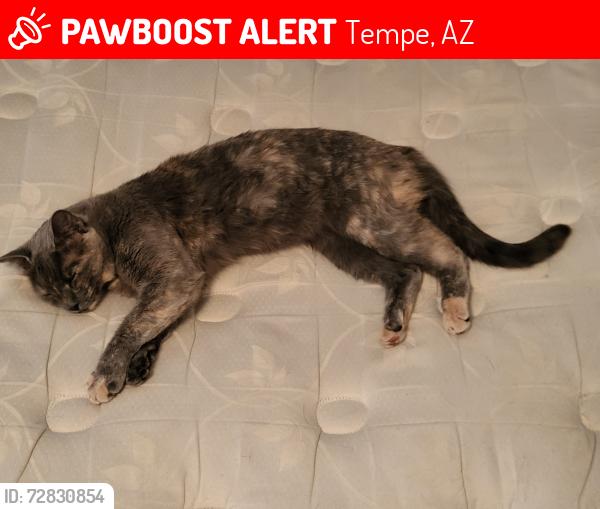 Lost Female Cat last seen Scottsdale rd and Roosevelt , Tempe, AZ 85288