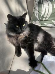 Found/Stray Unknown Cat last seen Woodchurch & priory Road , Greater London, England NW6 3NR