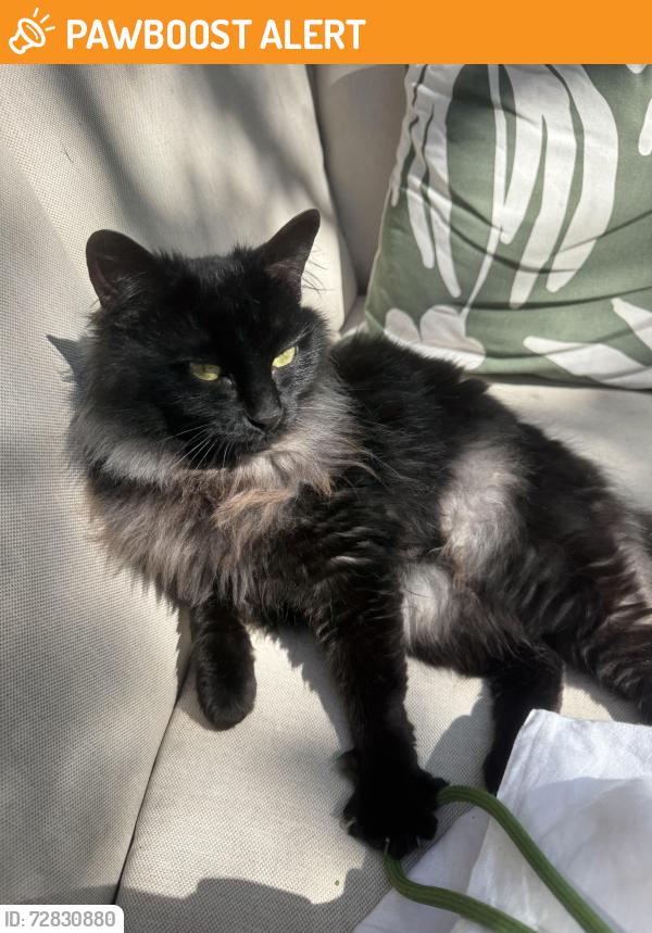 Found/Stray Unknown Cat last seen Woodchurch & priory Road, Greater London, England NW6 3NR