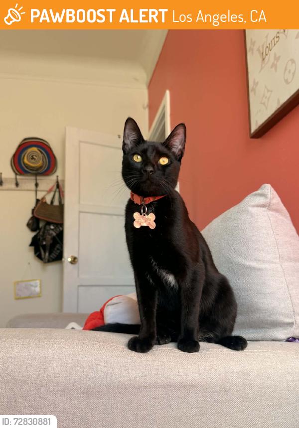 Found/Stray Male Cat last seen Welligton rd, Los Angeles, CA 90018