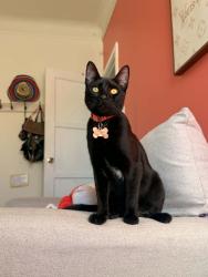 Found/Stray Male Cat last seen Welligton rd, Los Angeles, CA 90018
