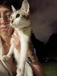 Found/Stray Female Cat last seen Between Fremont and national , Springfield, MO 65802