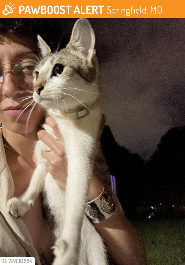 Found/Stray Female Cat last seen Between Fremont and national , Springfield, MO 65802