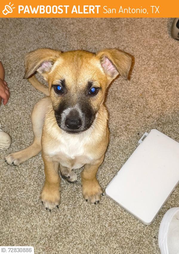 Found/Stray Male Dog last seen Near Sacramento st , San Antonio, TX 78201