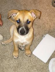 Found/Stray Male Dog last seen Near Sacramento st , San Antonio, TX 78201