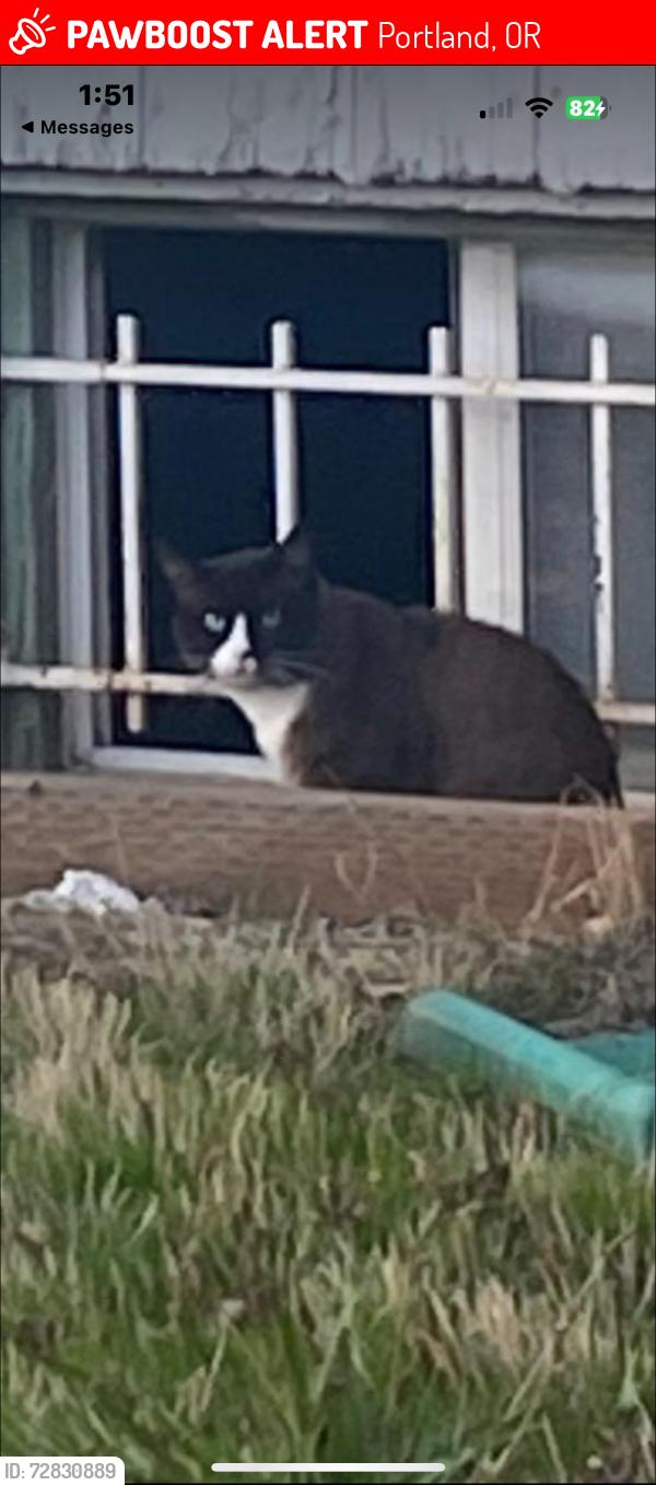 Lost Male Cat last seen (1 Block South) Ed’s hse of Gem’s, Portland, OR 97213