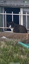 Lost Male Cat last seen (1 Block South) Ed’s hse of Gem’s, Portland, OR 97213